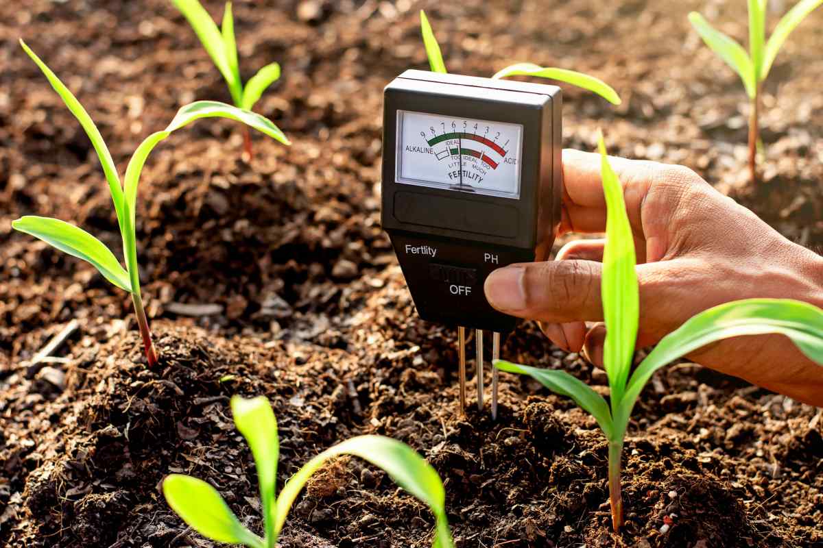 Як виміряти кислотність ґрунту